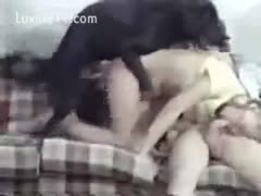 While being ridden by a K9, a contented married woman engages in oral sex with her companion.